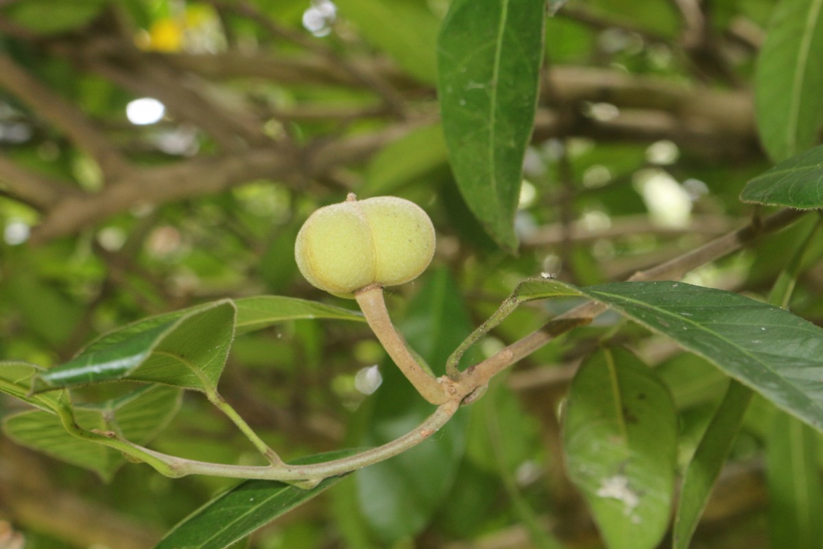 Garcia nutans Vahl ex Rohr